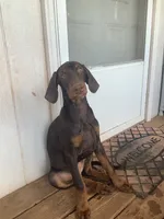 Cherry (AKC), a female Doberman Pinscher for sale in Tularosa, NM – 4 of 5