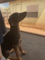 Arnie (AKC), a male Doberman Pinscher for sale in Tularosa, NM – 4 of 6