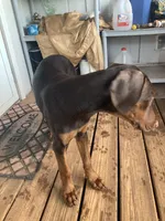 Squirt (AKC), a female Doberman Pinscher for sale in Tularosa, NM – 2 of 4