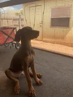 Arnie (AKC), a male Doberman Pinscher for sale in Tularosa, NM – 3 of 6