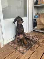 Cherry (AKC), a female Doberman Pinscher for sale in Tularosa, NM – 3 of 5