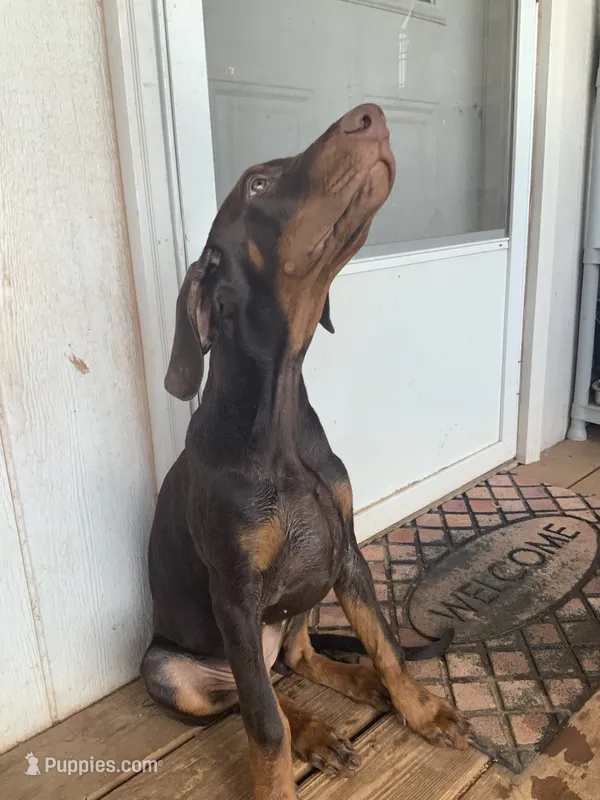 Cherry (AKC) – Doberman Pinscher puppy for sale in Tularosa, NM
