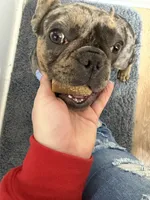 Breezy, a female French Bulldog for sale in Hartford, CT – 4 of 5