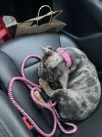 Breezy, a female French Bulldog for sale in Hartford, CT – 3 of 5