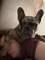 Breezy, a female French Bulldog for sale in Hartford, CT – 1 of 5