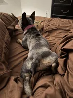Breezy, a female French Bulldog for sale in Hartford, CT – 2 of 5
