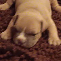 Keven hart, a male American Bully for sale in Oak Park, IL – Photo 2 of 3