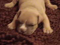 Keven hart, a male American Bully for sale in Oak Park, IL – Photo 2 of 3