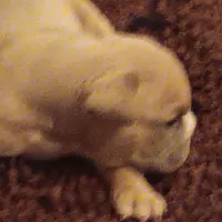 Keven hart, a male American Bully for sale in Oak Park, IL – Photo 3 of 3