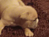 Keven hart, a male American Bully for sale in Oak Park, IL – Photo 3 of 3