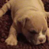 Keven hart, a male American Bully for sale in Oak Park, IL – Photo 1 of 3