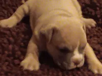 Keven hart, a male American Bully for sale in Oak Park, IL – Photo 1 of 3