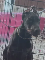 Blood, a male Doberman Pinscher for sale in Oak Park, IL – 3 of 5