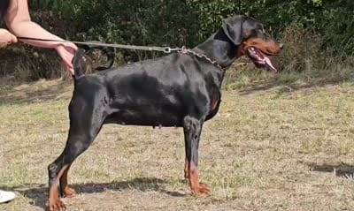 diva, a female Doberman Pinscher for sale in Oak Park, IL – 1 of 1