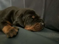 EUROPEAN MONSTA, a male Doberman Pinscher for sale in Oak Park, IL – Photo 3 of 3