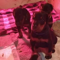 EUROPEAN MONSTA, a male Doberman Pinscher for sale in Oak Park, IL – Photo 1 of 3