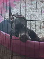 Blood, a male Doberman Pinscher for sale in Oak Park, IL – 2 of 5