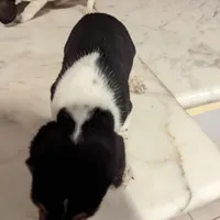 Cookies, a female Beagle for sale in Oak Park, IL – Photo 4 of 4