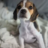 Cookies, a female Beagle for sale in Oak Park, IL – Photo 1 of 4