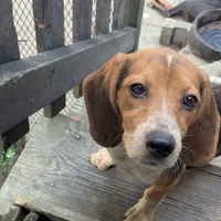 Cookies, a female Beagle for sale in Oak Park, IL – Photo 3 of 4