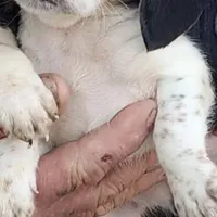 Cookies, a female Beagle for sale in Oak Park, IL – Photo 2 of 4