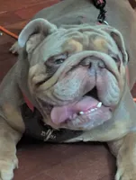 King, a male English Bulldog for sale in Oak Park, IL – Photo 6 of 7