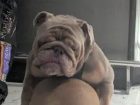 King, a male English Bulldog for sale in Oak Park, IL – Photo 2 of 7