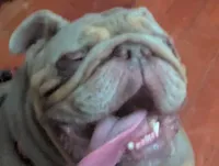 King, a male English Bulldog for sale in Oak Park, IL – Photo 7 of 7