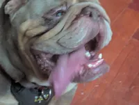 King, a male English Bulldog for sale in Oak Park, IL – Photo 5 of 7