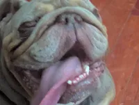 King, a male English Bulldog for sale in Oak Park, IL – Photo 4 of 7