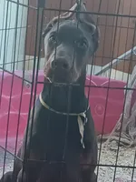 Blood, a male Doberman Pinscher for sale in Oak Park, IL – 5 of 5