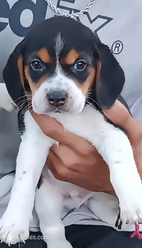 Buddy  – Beagle puppy for sale in Oak Park, IL