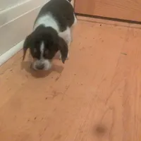 Snoopy, a male Beagle for sale in Oak Park, IL – Photo 6 of 9