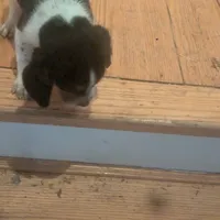 Snoopy, a male Beagle for sale in Oak Park, IL – Photo 2 of 9