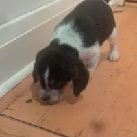 Snoopy, a male Beagle for sale in Oak Park, IL – Photo 3 of 9