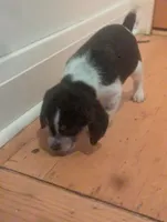 processed/89bf0e2a-db1a-43dd-ae44-1c99e4951c00/listing/ac1a041a-935e-454e-933d-6a3546698994/528eb8e7-8377-4250-968b-9a215006fe63