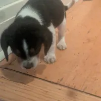 Snoopy, a male Beagle for sale in Oak Park, IL – Photo 9 of 9