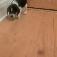 Snoopy, a male Beagle for sale in Oak Park, IL – Photo 8 of 9