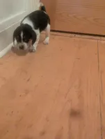 processed/89bf0e2a-db1a-43dd-ae44-1c99e4951c00/listing/ac1a041a-935e-454e-933d-6a3546698994/71d6ed38-8afe-4110-9ba6-e234ec44fe4d