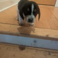 Snoopy, a male Beagle for sale in Oak Park, IL – Photo 5 of 9