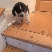 Snoopy, a male Beagle for sale in Oak Park, IL – Photo 1 of 9