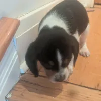 Snoopy, a male Beagle for sale in Oak Park, IL – Photo 4 of 9