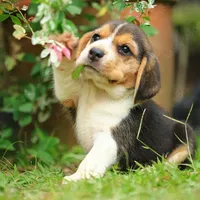 Cooper, a male Beagle for sale in Oak Park, IL – Photo 2 of 2