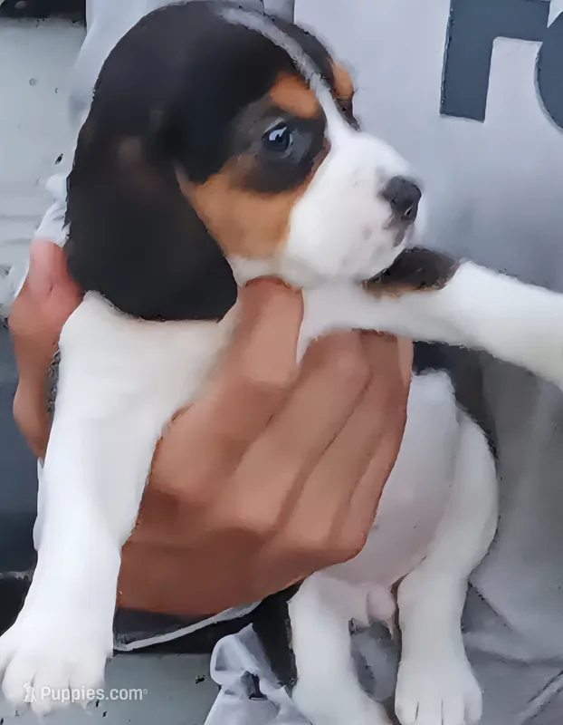 Chloe  – Beagle puppy for sale in Oak Park, IL