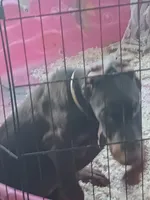 Blood, a male Doberman Pinscher for sale in Oak Park, IL – 4 of 5