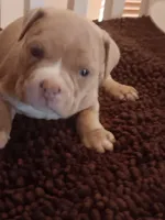 Suzybell, a female American Bully for sale in Oak Park, IL – Photo 6 of 9