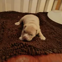 Suzybell, a female American Bully for sale in Oak Park, IL – Photo 2 of 3