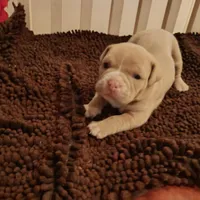 Suzybell, a female American Bully for sale in Oak Park, IL – Photo 3 of 3