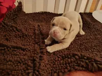 Suzybell, a female American Bully for sale in Oak Park, IL – Photo 3 of 3