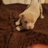 Suzybell, a female American Bully for sale in Oak Park, IL – Photo 1 of 3